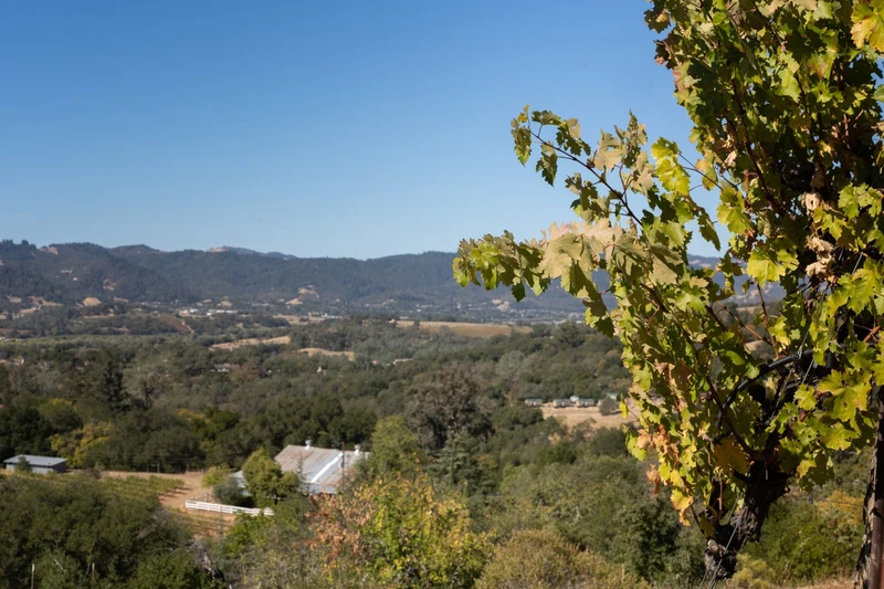 Vineyards And Vistas, view 9