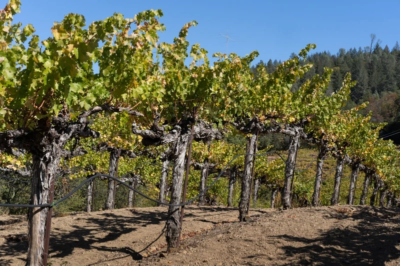 Vineyards And Vistas, view 10